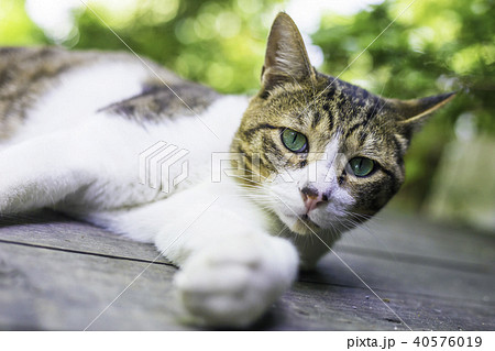 瞳が綺麗な茶白猫 日本猫 茶トラ白 の写真素材