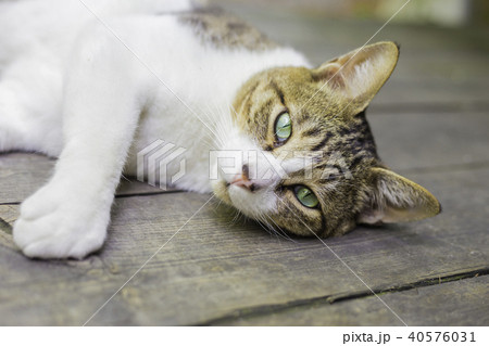 瞳が綺麗な茶白猫 日本猫 茶トラ白 の写真素材