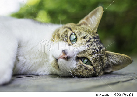 瞳が綺麗な茶白猫 日本猫 茶トラ白 の写真素材