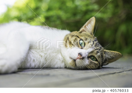 瞳が綺麗な茶白猫 日本猫 茶トラ白 の写真素材