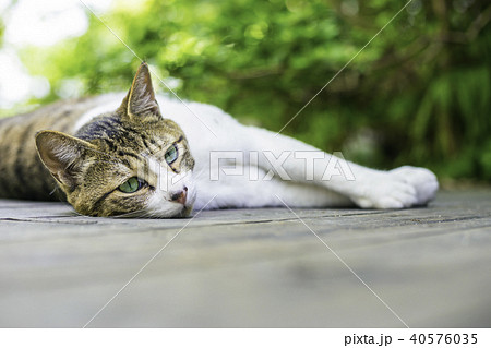 瞳が綺麗な茶白猫 日本猫 茶トラ白 の写真素材