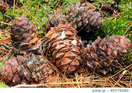 Cedar cones lie on the ground in the forest. Cedar cones lie on the ground in the forest. 40576080