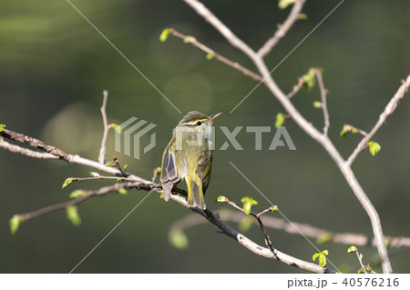 センダイムシクイ センダイムシクイ 40576216