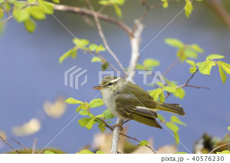 センダイムシクイ 40576230