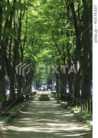 《宮城県》 仙台・定禅寺通り 《宮城県》 仙台・定禅寺通り 40576307