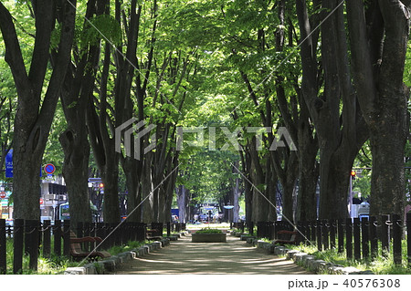 《宮城県》 仙台・定禅寺通り 《宮城県》 仙台・定禅寺通り 40576308