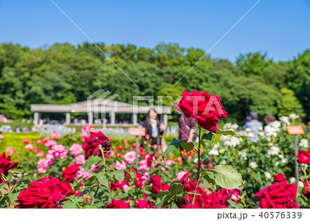 神代植物公園のバラ園の写真素材