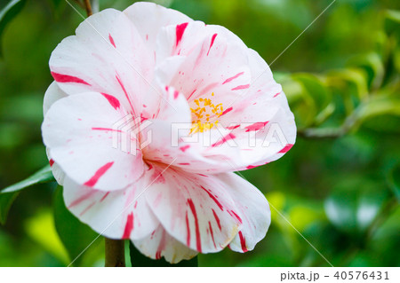 ツバキ・吹上絞(田主丸) ツバキ・吹上絞(田主丸) 40576431