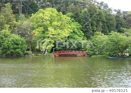 臥竜公園新緑 40576525