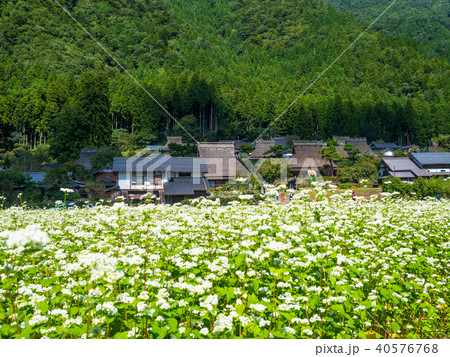 蕎麦の花と美山かやぶきの里 40576768