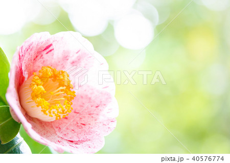 ツバキ・丸弁唐錦 ツバキ・丸弁唐錦 40576774