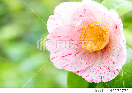 ツバキ・丸弁唐錦 40576776