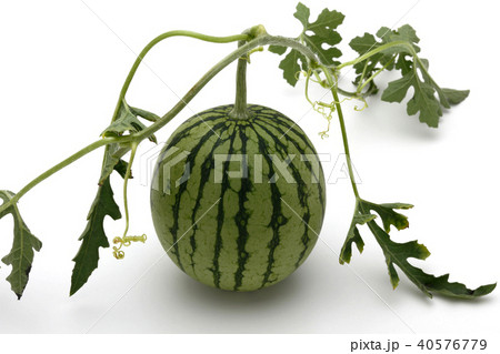 すいか　つる、葉付き 40576779