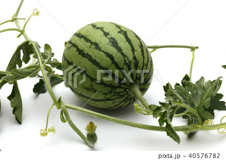 すいか つる、葉付き すいか つる、葉付き 40576782