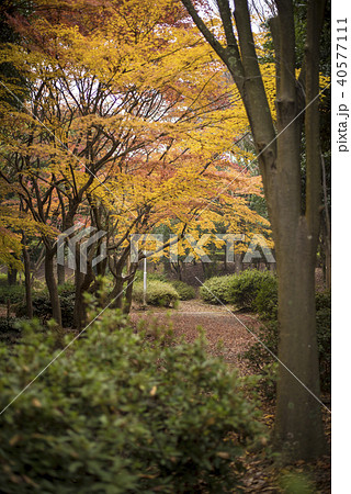 播磨の紅葉 日岡山公園 兵庫県加古川市 の写真素材