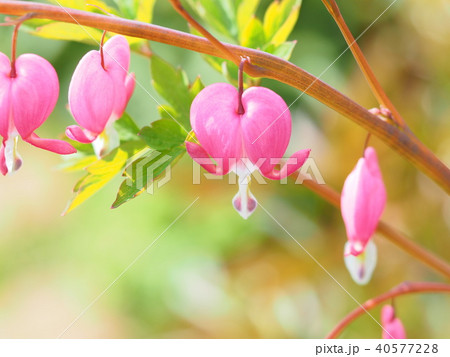 春の花 タイツリソウ 40577228