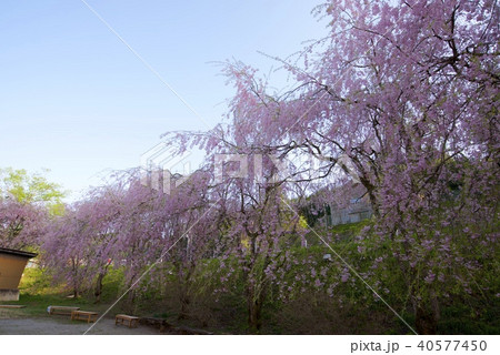 新潟県村上市中継のしだれ桜 40577450
