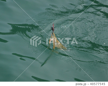 エギング 40577545