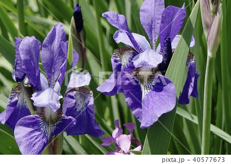 アイリス　紫色 40577673