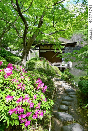 春の和歌山城 春の和歌山城 40577745