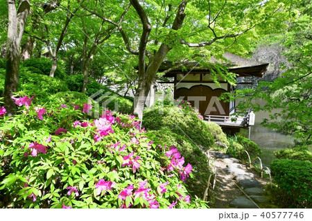 春の和歌山城 春の和歌山城 40577746