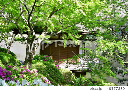春の和歌山城 40577880