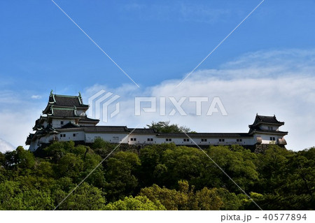 春の和歌山城 40577894