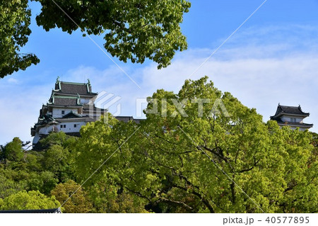 春の和歌山城 40577895