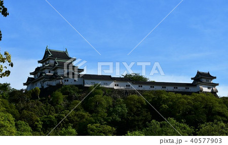 春の和歌山城 春の和歌山城 40577903