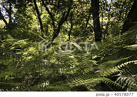 篠栗九大の森_シダ 篠栗九大の森_シダ 40578077