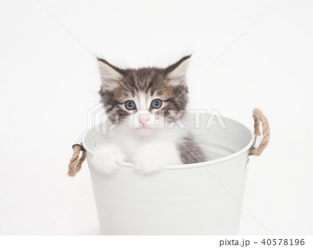 鉢カバーに入ったノルウェージァンフォレストキァットの仔猫 40578196