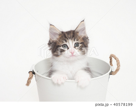 鉢カバーに入ったノルウェージァンフォレストキァットの仔猫 40578199