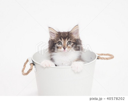 鉢カバーに入ったノルウェージァンフォレストキァットの仔猫 40578202