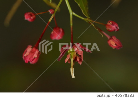 自然　植物　ヤマモミジ、深紅の花。芽吹きから十日余りで開花しました 40578232