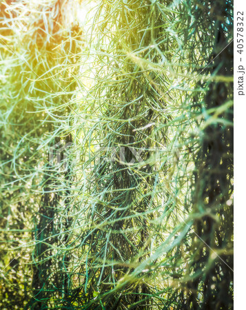 Branches of Spanish moss hanging down. 40578322