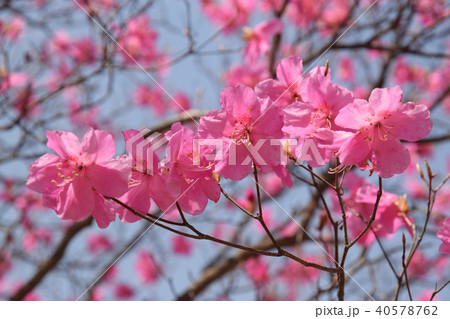 アカヤシオの花 40578762