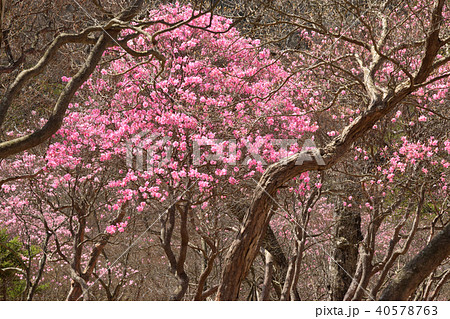 アカヤシオの森 アカヤシオの森 40578763