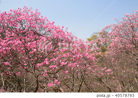 やしおコースのアカヤシオ 40578765