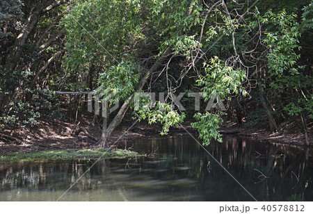 篠栗九大の森_水辺 篠栗九大の森_水辺 40578812