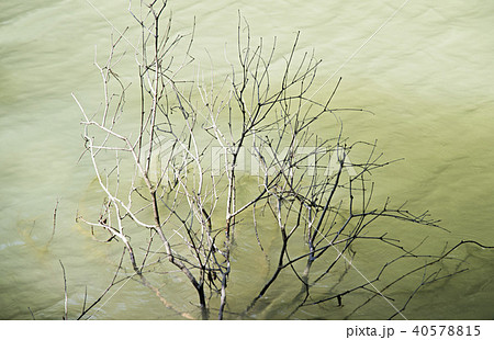 篠栗九大の森_水辺 篠栗九大の森_水辺 40578815