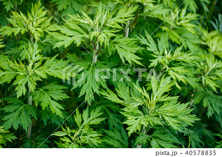 ヨモギ ヨモギ 40578835