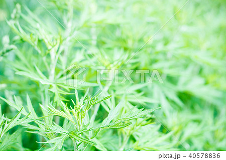 ヨモギ ヨモギ 40578836
