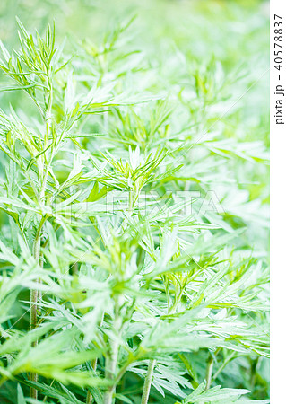 ヨモギ 40578837