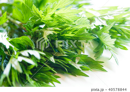 ヨモギ 40578844