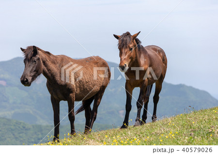 都井岬の野生馬　国の天然記念物22 40579026