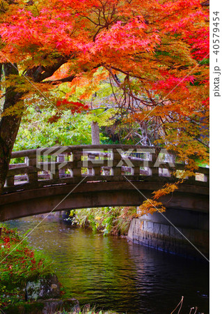 秋の土津神社(福島県・猪苗代町) 秋の土津神社(福島県・猪苗代町) 40579454