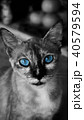Beautiful cat eyes 40579594