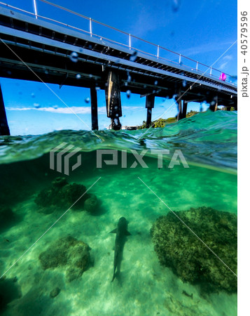 Reef Shark at Green Island 40579596