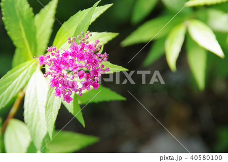 シモツケ 40580100