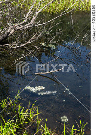 サンショウウオの卵 40580269